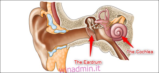 Un diagramma dell'orecchio.  Sono evidenziati il ​​timpano (orecchio medio) e la coclea (orecchio interno).