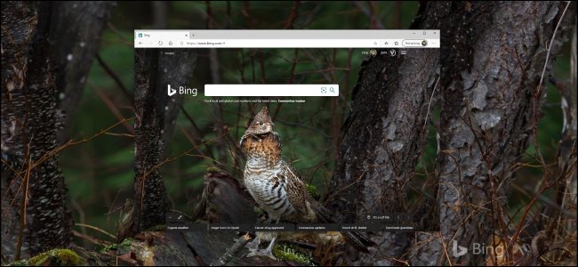 Una foto di Bing di un uccello come sfondo del desktop di Windows 10.