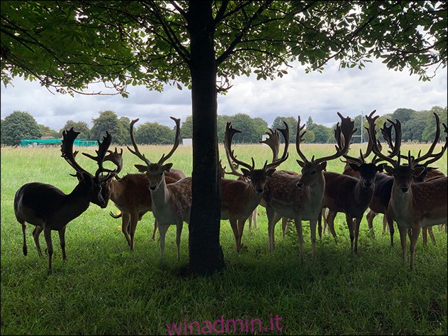 Un gruppo di cervi sotto un albero in una mancata esposizione.