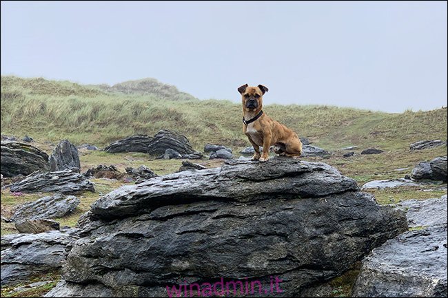 bing il cane su una roccia