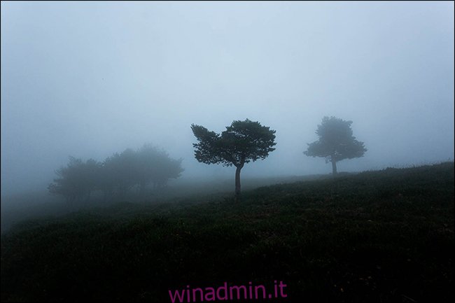 Uno scatto lunatico di alberi nella nebbia.