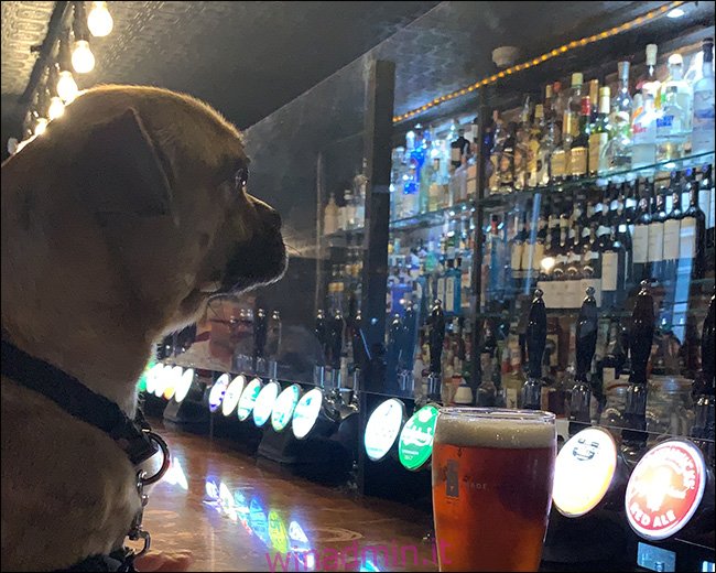 Immagine di un cane seduto in un bar con sfocatura ISO.